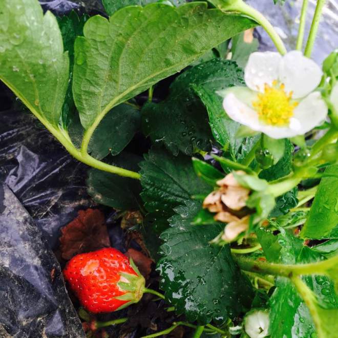 18403009_10213162879890884_1475229882987340620_n