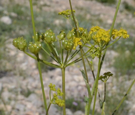 5129467_6_64b3_une-nouvelle-variete-de-panais-decouverte-en_4243d44fd9331134d5767b1a6a0d433d